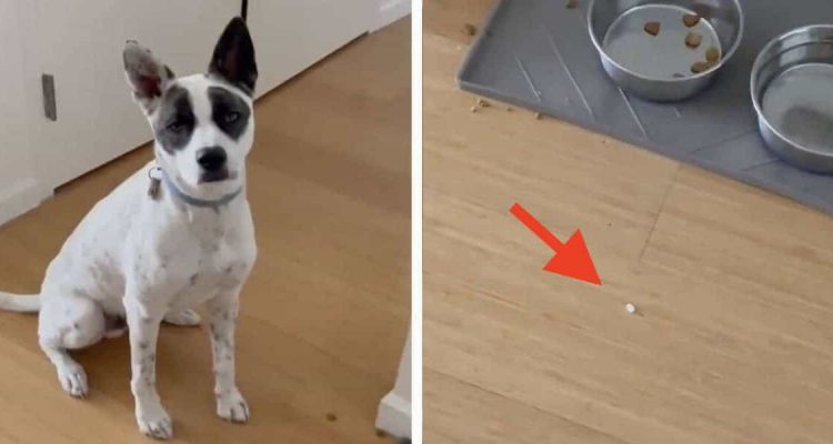 Hund will seine Medizin nicht schlucken - Mit diesem genialen Trick gelingt es seinem Frauchen doch