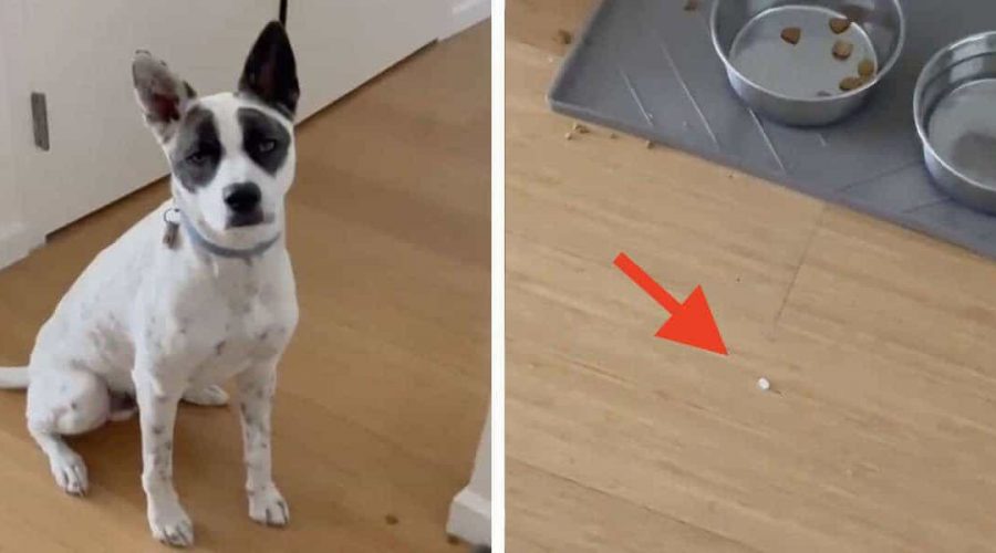 Hund will seine Medizin nicht schlucken - Mit diesem genialen Trick gelingt es seinem Frauchen doch