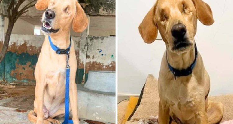 Hund wird blind und mit fehlendem Bein aufgefunden