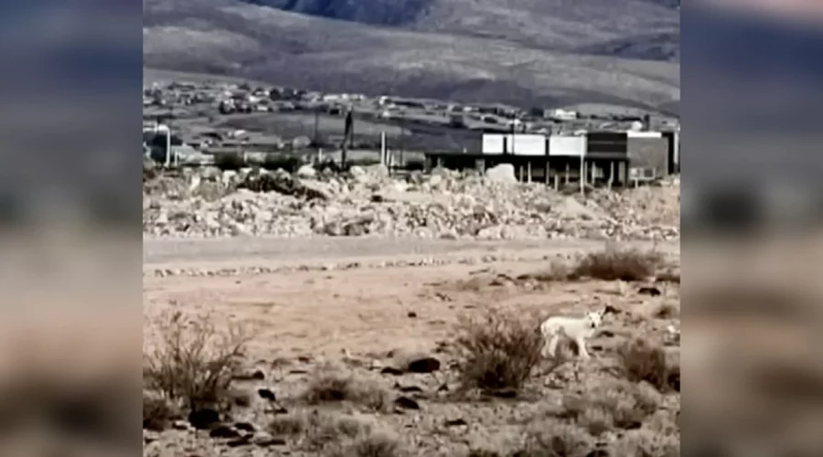 Hund wird in der Wüste zum Sterben ausgesetzt - und schließt sich einer ungewöhnlichen Familie an