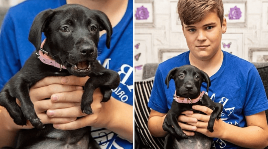 Hund wird mit 6 Beinen geboren - niemand will ihn adoptieren, bis dieser Junge in sein Leben trat…