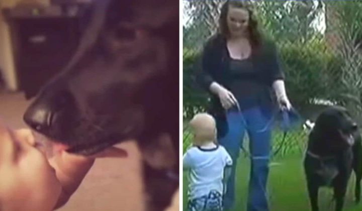 Hund wird plötzlich aggressiv gegenüber Babysitterin Familie versteckt Kamera und ist fassungslos