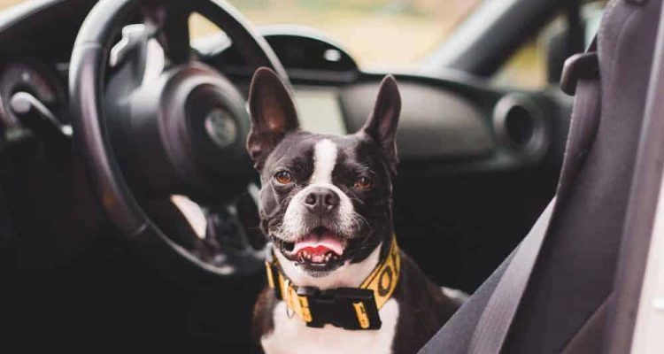 Hunde Autositz: Die 5 besten Modelle aus 2024 im Test