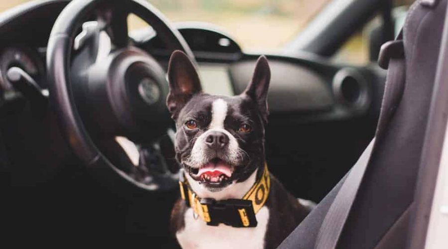 Hundetrage mit Clip auf Leine mit PVC-Schlauch Hunde-Autositz mit Sicherheitsgurt kationisches Gewebe, grau tragbar und atmungsaktiv Petbobi Pet Verstärkter Hunde-Autositz für Hunde 