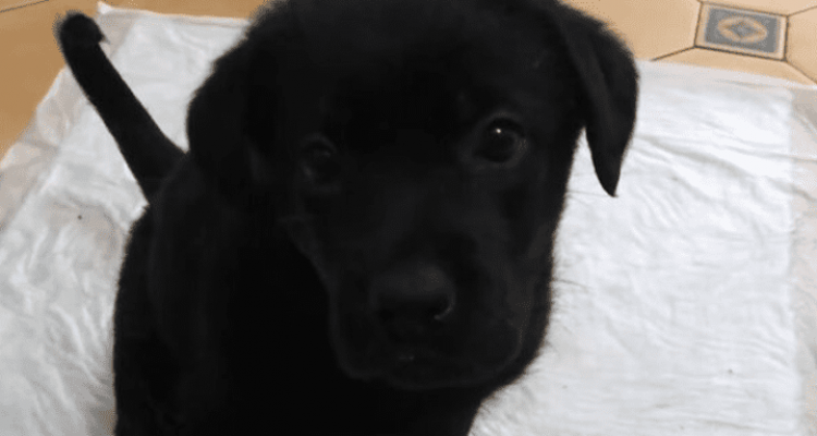 Hunde-Mama weint vor Freude, als ein Fremder ihren verlorenen Welpen zurückbringt