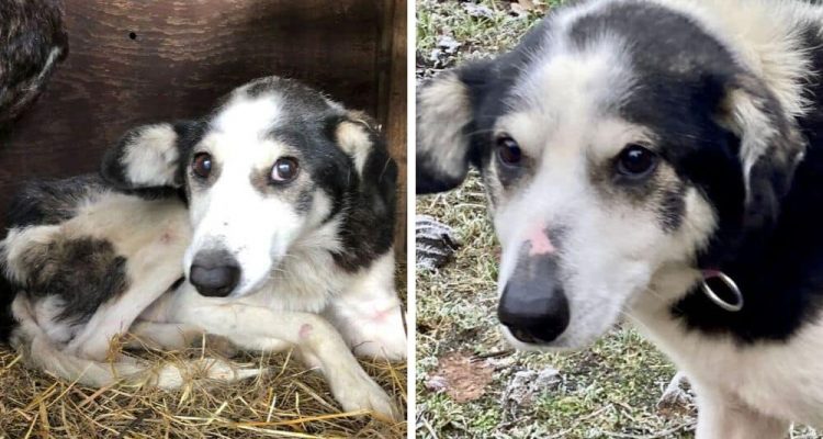 Hunde-Opa “Pille” abgemagert und zitternd im Zwinger gefunden - Seine Verwandlung rührt zu Tränen