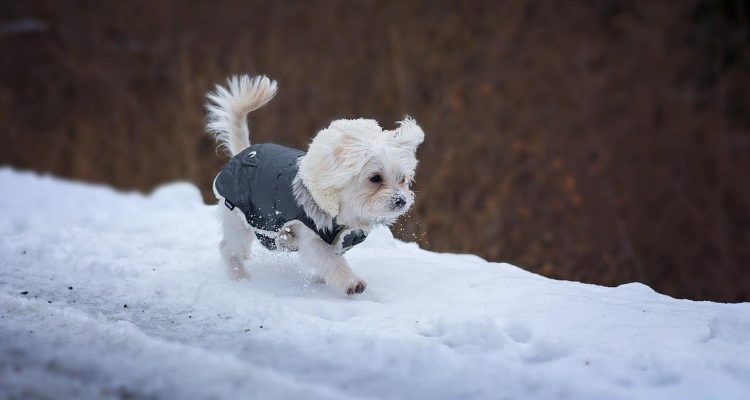 Hunde Wintermantel: Die Top 5 Modelle aus 2024 im Vergleich