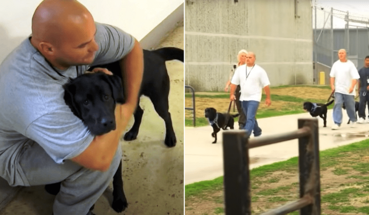Hunde im Gefängnis So verhindern Vierbeiner, dass Sträflinge rückfällig werden