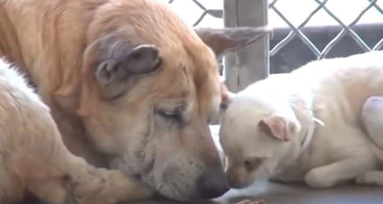 Hunde sollen eingeschläfert werden, weil sie niemand adoptiert - sie gaben Hoffnung auf, doch dann…