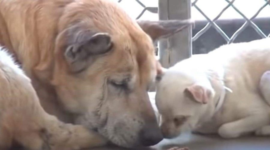 Hunde sollen eingeschläfert werden, weil sie niemand adoptiert - sie gaben Hoffnung auf, doch dann…