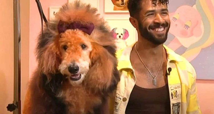 Hundefriseur spaltet mit krasser Färbe-Aktion die Meinungen – darum liebt ein Tierheim seine Arbeit