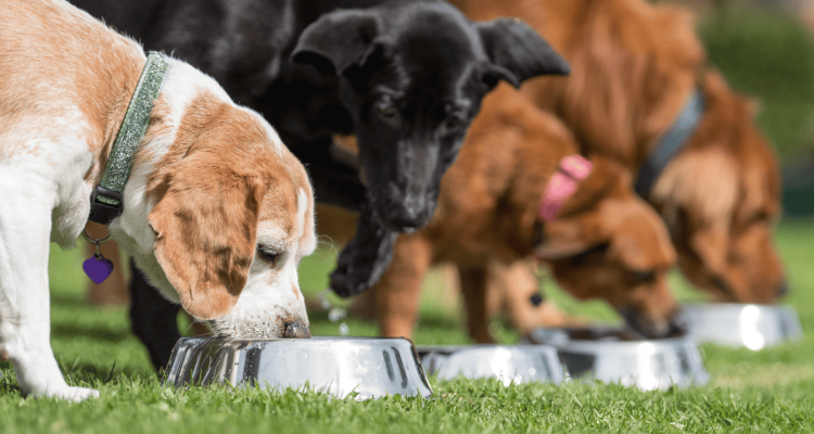 Hundefutter ohne tierische Nebenerzeugnisse Top 5 (2023)