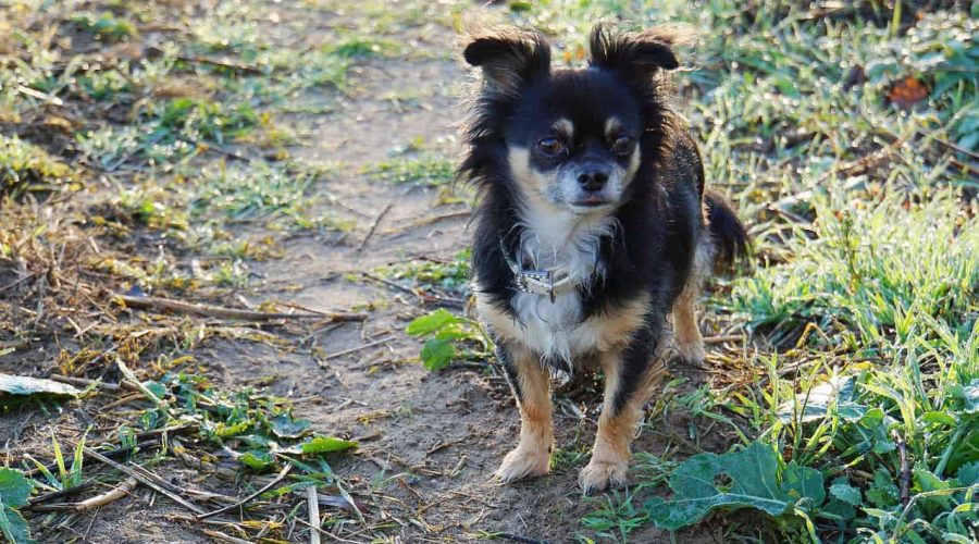 Hundegeschirr für Chihuahua