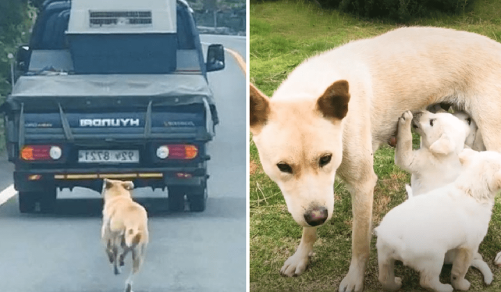Hundemama rennt Lastwagen hinterher – der Grund dafür ist herzzerreißend