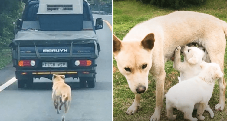 Hundemama rennt Lastwagen hinterher – der Grund dafür ist herzzerreißend