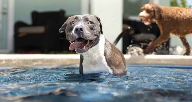 Die 5 besten Hunde Erste-Hilfe Sets im Test & Vergleich