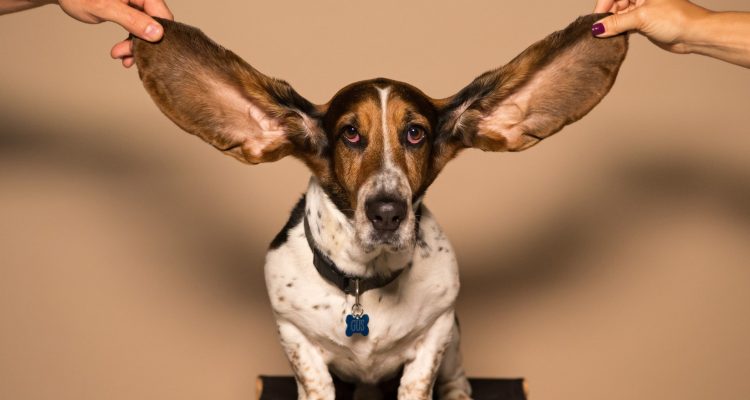 Hunderassen mit langen Ohren