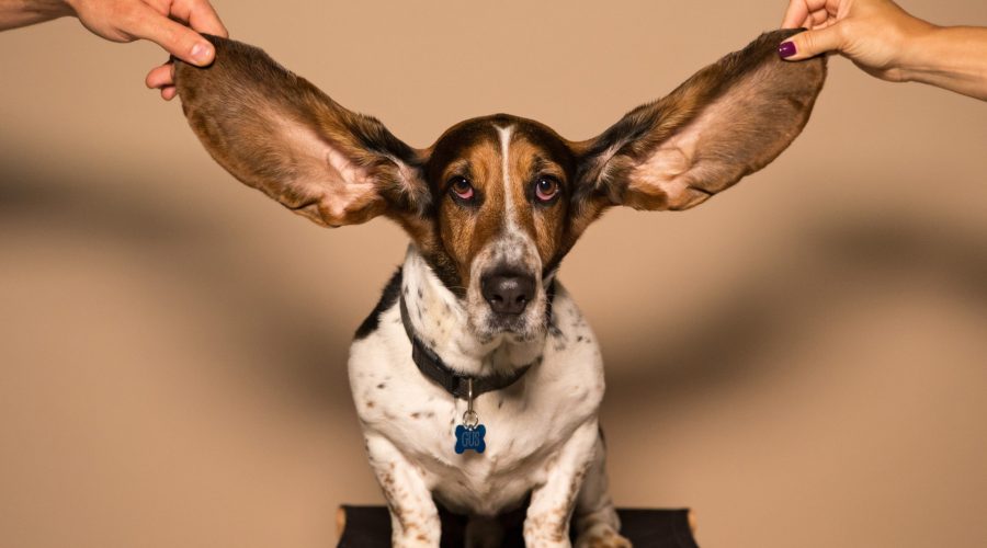 Hunderassen mit langen Ohren
