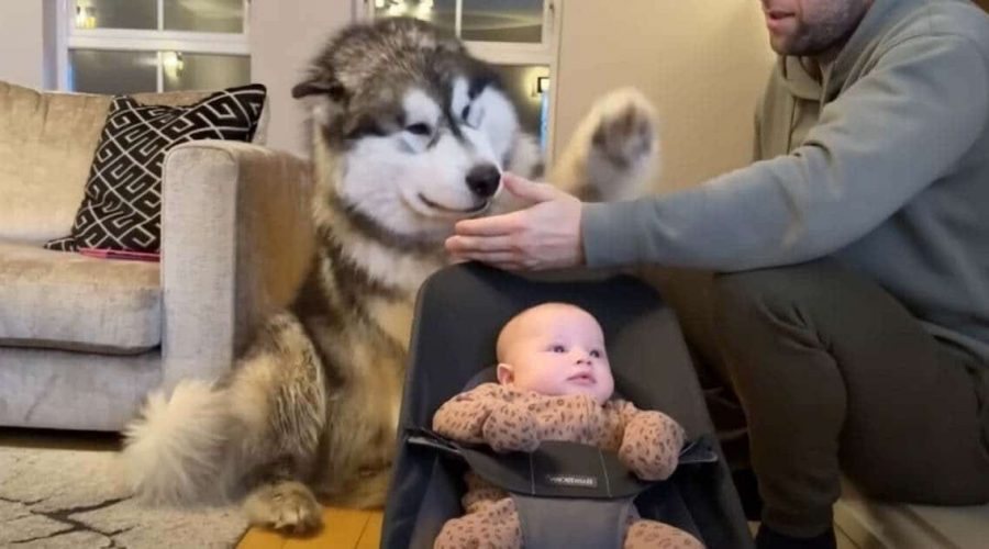 Husky lernt, wie man ein neugeborenes Baby im Stuhl schaukelt - Video verzaubert Millionen