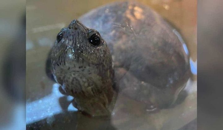 Im Hausmüll entsorgt Hilflose Schildkröten-Oma versucht, im Mülleimer auf sich aufmerksam zu machen