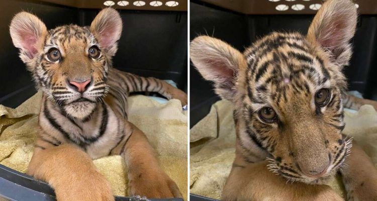 Im Hundekäfig gefangen: Als Tiger-Baby zum ersten Mal ins Grüne darf, ist seine Freude grenzenlos