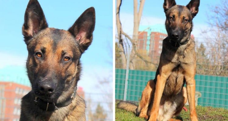 Im Tierheim, weil er nicht als Polizeihund geeignet ist - Malinois “Conic” sucht liebevolles Zuhause