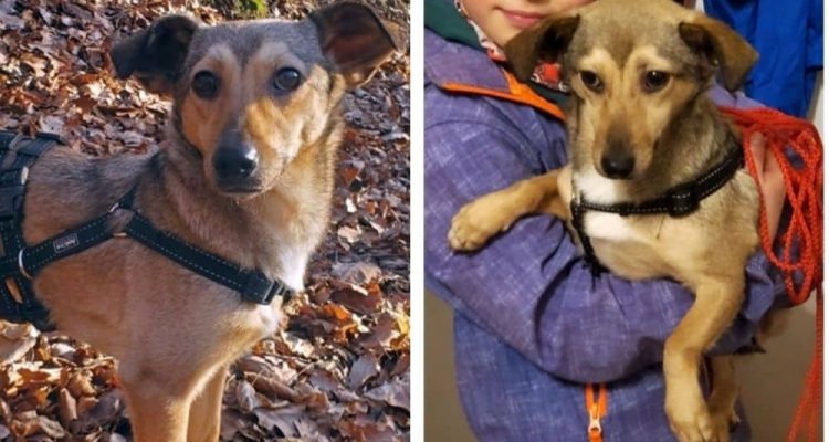 Im Zwinger von anderen Hunden attackiert und fast getötet - “Gipsy” sucht ein liebevolles Zuhause