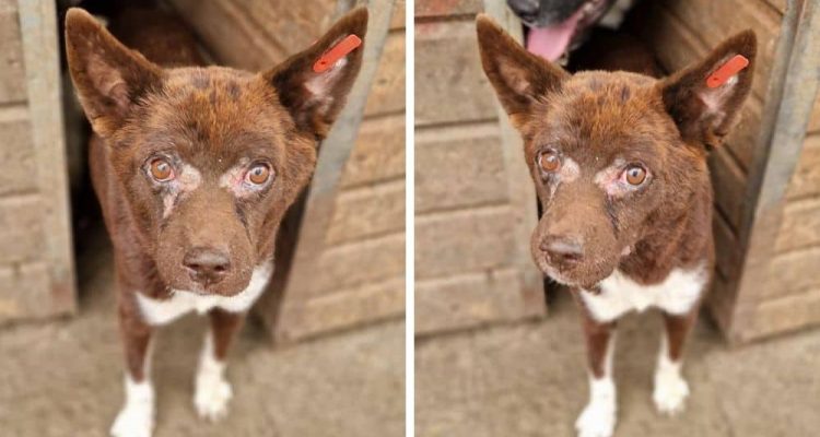 Im rumänischen Zwinger von anderen Hunden schikaniert – “Pietschy” braucht endlich eine Familie