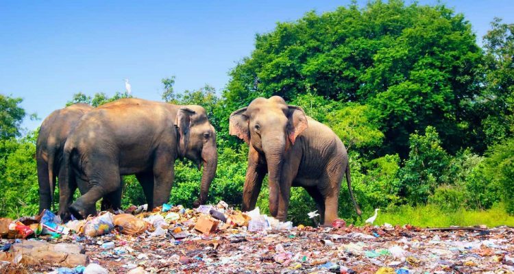 Immer mehr Todesfälle von Elefanten in Sri Lanka - Regierung ergreift drastische Maßnahmen