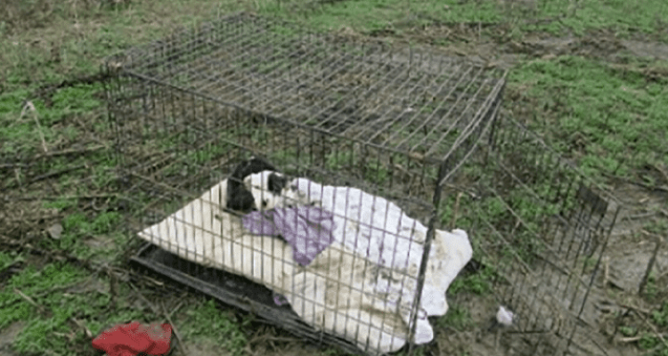 In einem Käfig eingesperrter Welpe fast verhungert gefunden