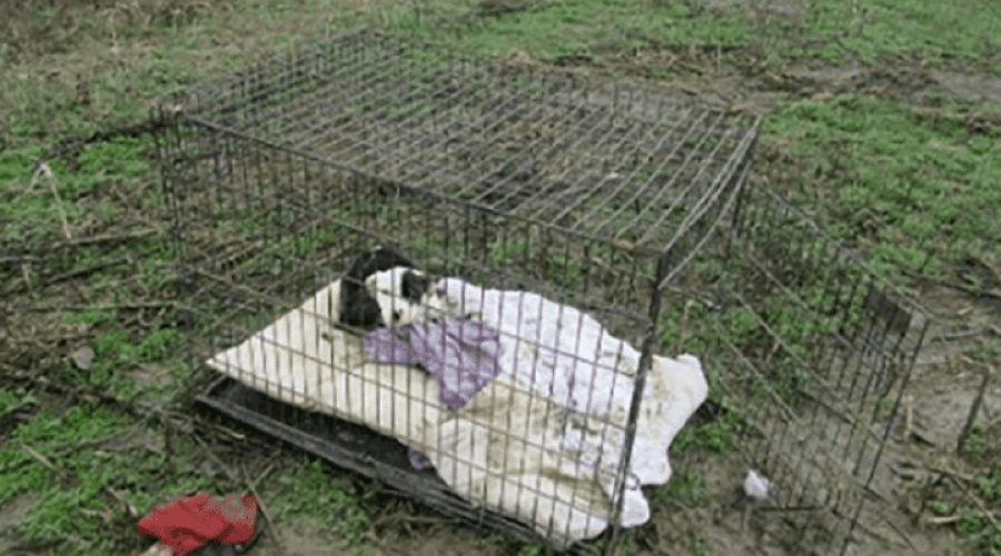 In einem Käfig eingesperrter Welpe fast verhungert gefunden