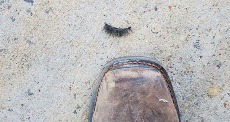 Insekten-Fan findet unbekannte Raupe: Dieser peinliche Irrtum steckt hinter der Entdeckung
