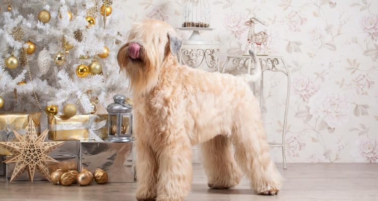 Irish Soft Coated Wheaten Terrier im Porträt