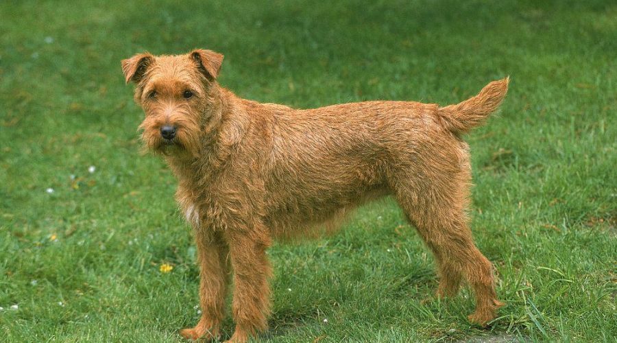 Irish Terrier im Porträt