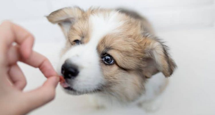 Ist Sorbit giftig für Hunde