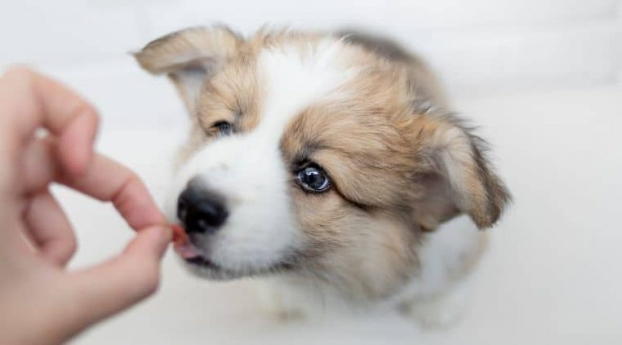 Ist Sorbit giftig für Hunde