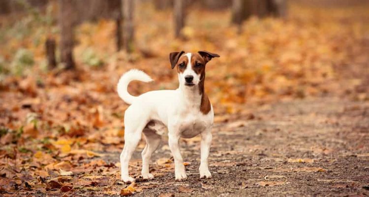 Jack Russell Terrier im Porträt