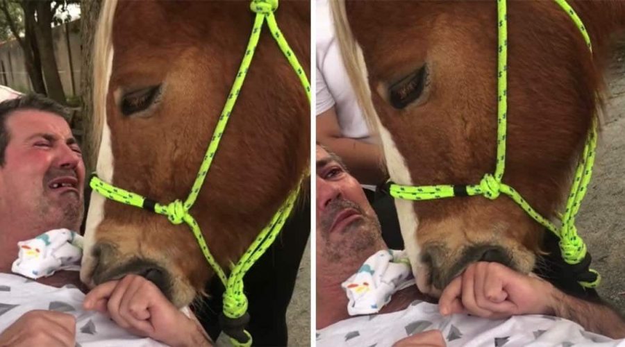 Pferd spendet schwer krankem Mann Trost, dieser bricht in Tränen aus - Video geht viral