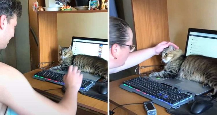 Junger Mann und Katze streiten sich um Laptop - wie der Kampf ausgeht, hätte niemand gedacht