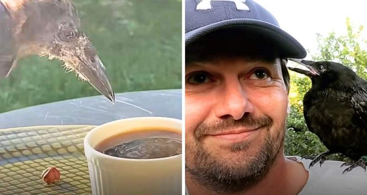 Kaffeestunde mit einer Krähe- Diese Freundschaft zwischen Mensch und Vogel begeistert das Internet