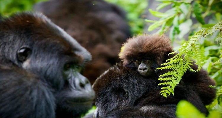 Kampf gegen Wilderei: Mit diesen Maßnahmen will Uganda seine Tierwelt vor dem Aussterben retten
