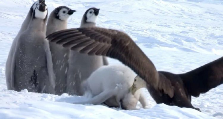 Kampf ums Überleben Pinguinbabys werden angegriffen - wer sie rettet, ist unglaublich