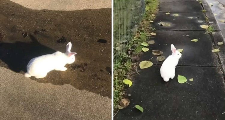 Hört besser als ein Hund: Mit welchem Haustier dieser Mann spazieren geht, sorgt für großes Staunen