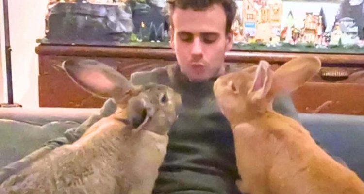 Kaninchen soll sich einen Freund im Tierheim aussuchen - was dann passiert, lässt Herzen schmelzen