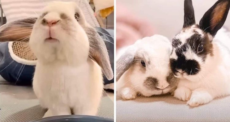 Kaninchen wird nach Ostern ausgesetzt - doch kurz darauf erlebt es die schönste Liebesgeschichte