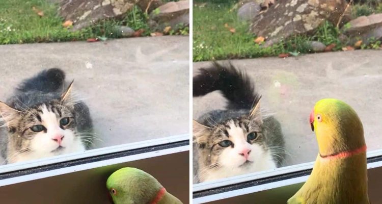 Katze beobachtet Papagei im Fenster - doch was der Vogel dort macht, sorgt für heftige Lachtränen