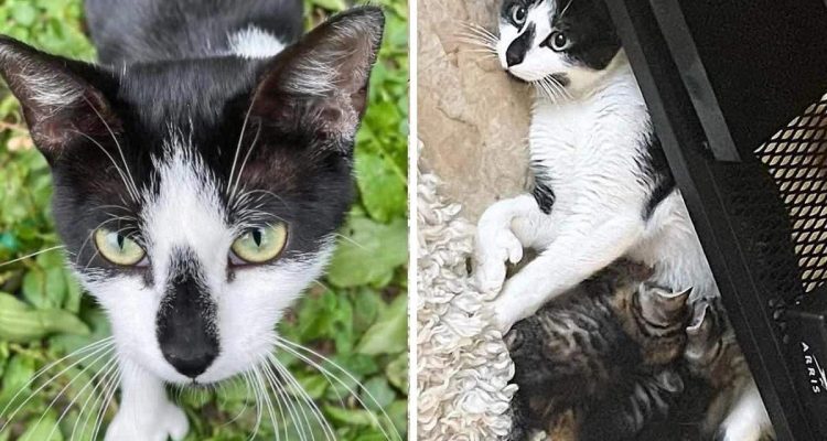 Katze bringt 6 Babys in Wohnsiedlung zur Welt