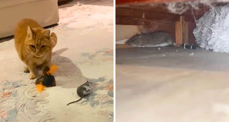 Katze bringt Ratte ins Haus – das Chaos, das der Nager dort anrichtet, ist zum Totlachen