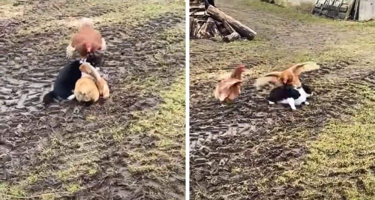 Katze greift Huhn an - Wie seine Hühner-Freunde ihn dann verteidigen, ist einfach unglaublich