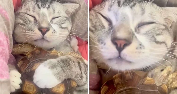 Katze kuschelt mit Schildkröte: Dieses unglaubliche Video lässt alle Herzen dahinschmelzen